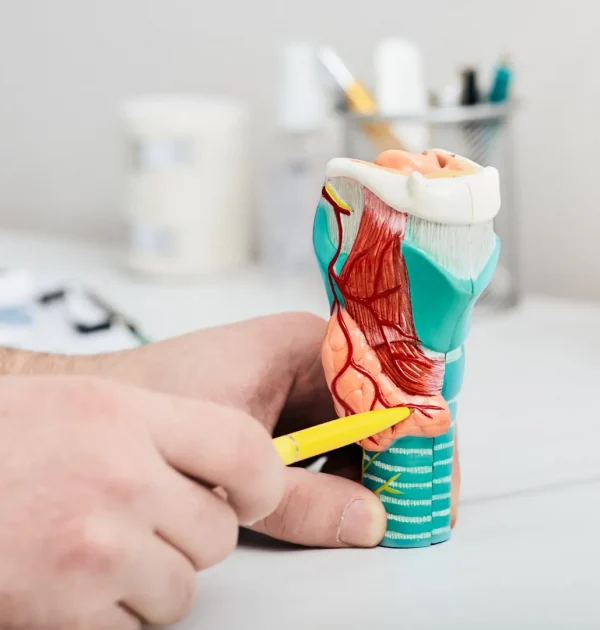Modèle anatomique de la glande thyroïde, avec une main pointant des parties spécifiques à l'aide d'un stylo.